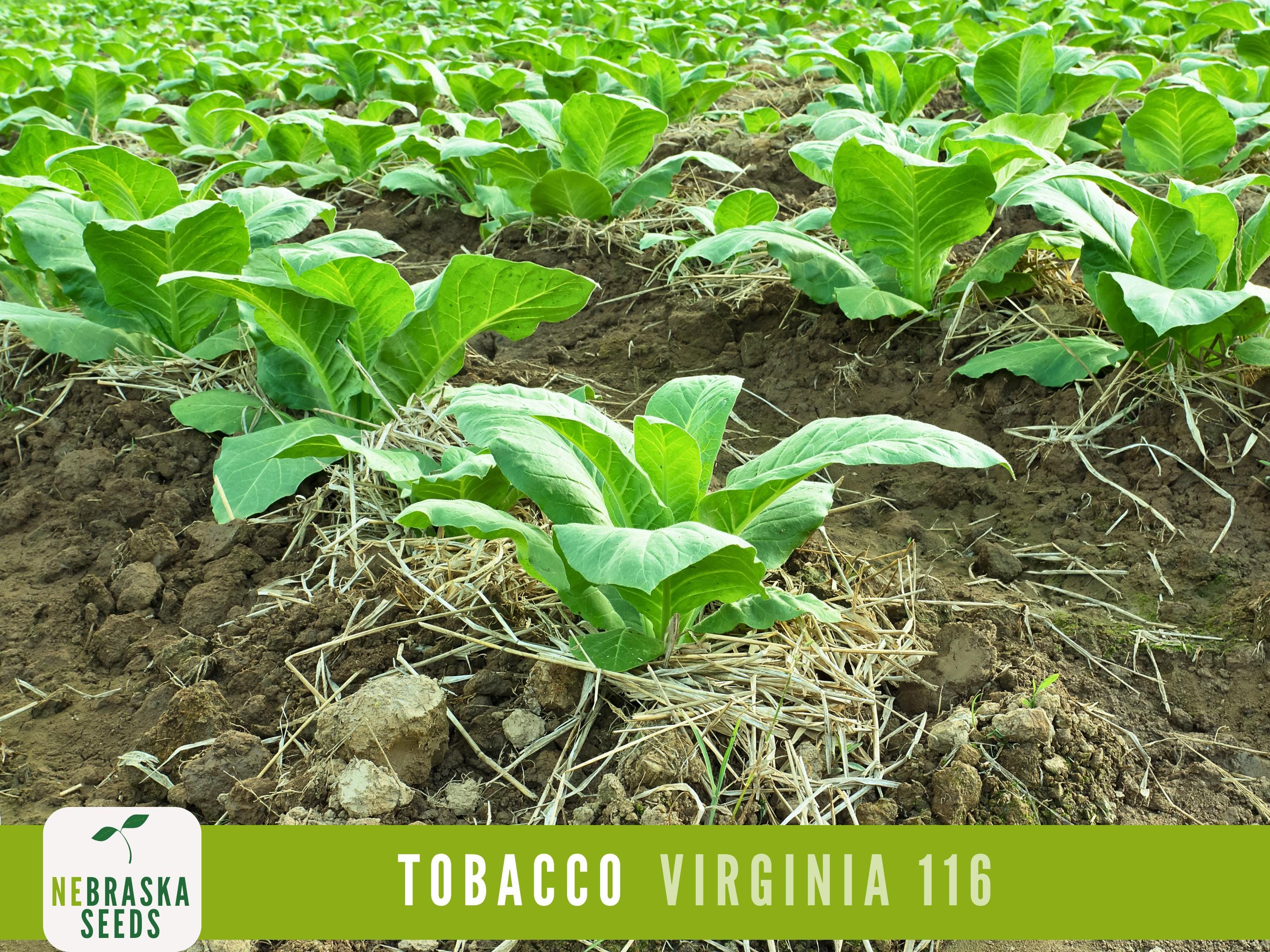is marketing tobacco products to younger consumers unethical 10 Really Bad Things the Tobacco Industry Has Done  and Is Doing  to  Entice Kids to Start Smoking