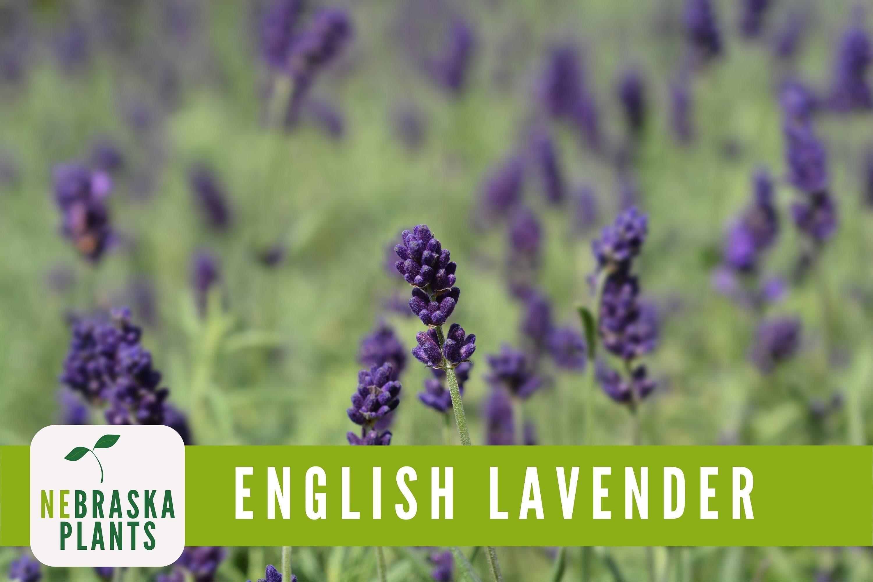 Lavender Seeds Heirloom English Lavender Seeds Etsy