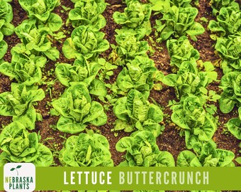 May include: A field of green lettuce plants, with the text "LETTUCE BUTTERCRUNCH" in white letters on a green background.