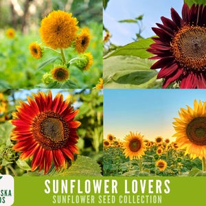 Sunflower Lovers Collection - 4 Heirloom Sunflower Seed Varieties