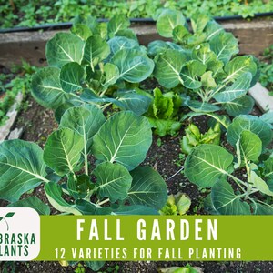 Cool weather vegetable seed collection, ideal for planting in fall or spring gardens - brussels sprouts seeds