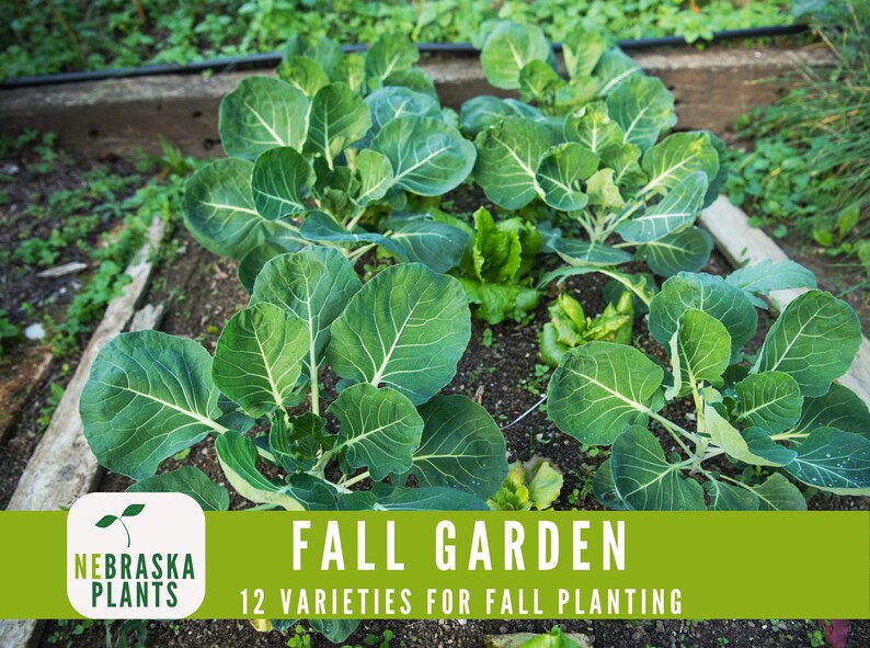 Cool weather vegetable seed collection, ideal for planting in fall or spring gardens - brussels sprouts seeds