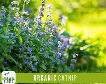 Organic Catnip Seeds – Heirloom Herb Seeds, Non-GMO and Perfect for Cats!