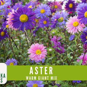 Warm Giant Aster Seeds - Vibrant Multi-color Blooms for Your Pollinator