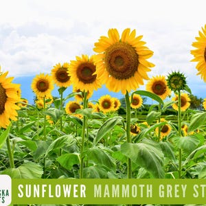 Sunflower Seeds - Mammoth Grey Striped Heirloom Sunflower Seeds