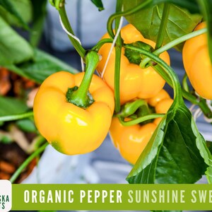 Peut inclure: Gros plan sur des plants de poivrons jaunes biologiques avec le texte "ORGANIC PEPPER SUNSHINE SWEET" sur un fond vert.