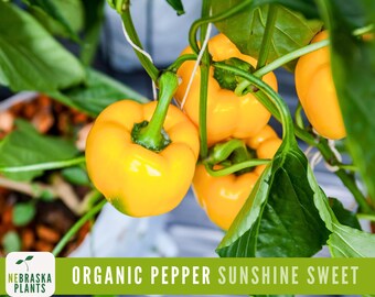 Organic Sunshine Sweet Pepper Seeds - Heirloom and Non-GMO Mini Yellow Bell Peppers for Eco-Friendly and Sustainable Gardens!
