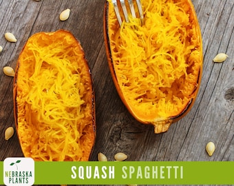 Spaghetti Squash Seeds - Winter Spaghetti Squash Heirloom Seeds