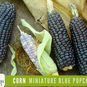 Rare Miniature Blue Popcorn Seeds - Grow Unique Heirloom Popcorn Seeds in your own Backyard!