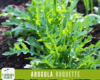 May include: A close-up of a patch of arugula, also known as rocket, growing in a garden. The leaves are a vibrant green and have a slightly toothed edge. The soil is dark brown and loose.