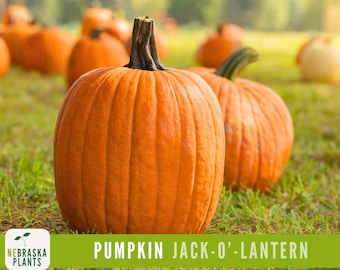 Halloween Pumpkin Seeds - Heirloom Jack-O'-Lantern Pumpkin Seeds Perfect for a Spooky Harvest!