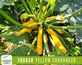 May include: A close-up shot of yellow crookneck squash growing in a garden. The squash is a bright yellow color and has a curved neck. The leaves are green and the stems are a light green color. The text "SQUASH YELLOW CROOKNECK" is at the bottom.