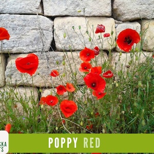 Red Poppy Seeds | Heirloom Wildflower | Classic Pollinator-Friendly Flowers for Gardens, Meadows or Containers!
