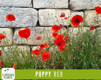 Red Poppy Seeds | Heirloom Wildflower | Classic Pollinator-Friendly Flowers for Gardens, Meadows or Containers!