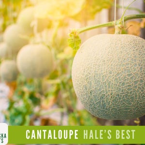 Hale&#39;s Best Cantaloupe Seeds - Jumbo Heirloom Cantaloupe Seeds