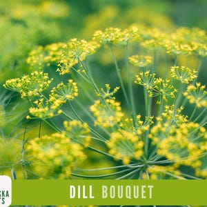 K&ouml;nnte beinhalten: Nahaufnahme eines Strau&szlig;es gelber Dillbl&uuml;ten mit gr&uuml;nen Stielen. Die Bl&uuml;ten sind in voller Bl&uuml;te und die Stiele sind lang und schlank. Der Hintergrund ist verschwommen und unscharf. "Dill Bouquet" ist in wei&szlig;er Schrift auf gr&uuml;nem Hintergrund geschrieben.