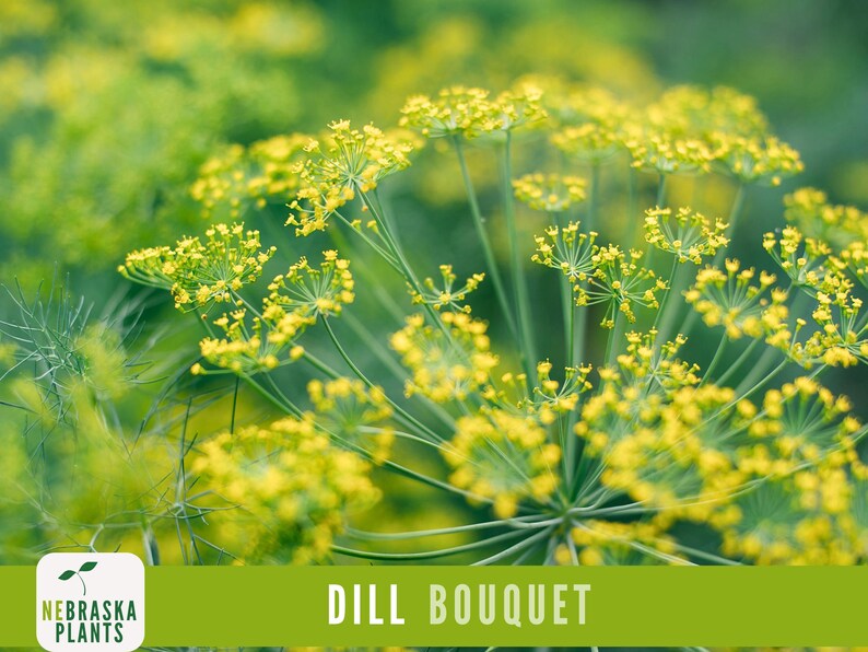 K&ouml;nnte beinhalten: Nahaufnahme eines Strau&szlig;es gelber Dillbl&uuml;ten mit gr&uuml;nen Stielen. Die Bl&uuml;ten sind in voller Bl&uuml;te und die Stiele sind lang und schlank. Der Hintergrund ist verschwommen und unscharf. "Dill Bouquet" ist in wei&szlig;er Schrift auf gr&uuml;nem Hintergrund geschrieben.