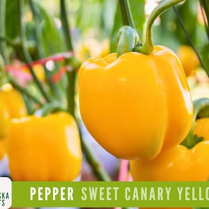Sweet Canary Yellow Bell Pepper Seeds - Grow Your Own Delicious Heirloom Peppers