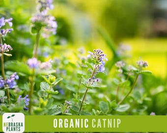 Organic Catnip Seeds – Heirloom, Non-GMO and Perfect for Cats!