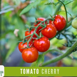 Cherry Tomato Seeds - Fox Cherry Heirloom Tomato Seeds