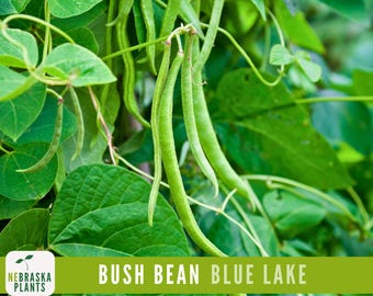 Blue Lake Bush Beans - Heirloom Classic Beans for Home Gardeners!