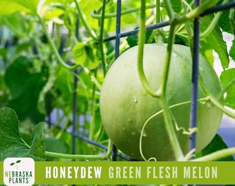 Green Honeydew Melon Seeds - Heirloom Melon Seeds for Delicious Home-Grown Honeydew