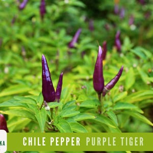 May include: Purple Tiger chili peppers growing on a plant with green leaves. The peppers are long and thin, with a pointed tip. The plant is in a garden setting.