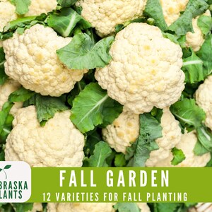 Diverse cool weather garden seed collection for planting in colder climates or early growing seasons - cauliflower seeds