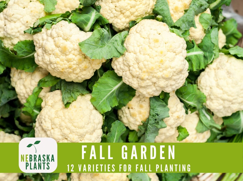 Diverse cool weather garden seed collection for planting in colder climates or early growing seasons - cauliflower seeds
