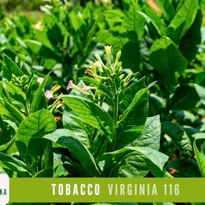 tobacco revolt Dissident ReVolt