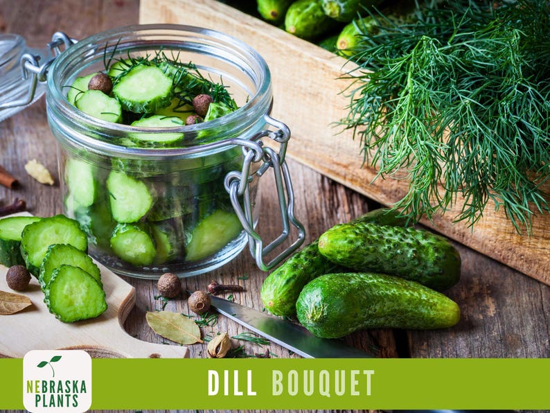 K&ouml;nnte beinhalten: Ein Glas gef&uuml;llt mit Dillgurken, mit frischen Dillspitzen und Pfefferk&ouml;rnern. Ein Holzbrett mit frischen Dillgurkenscheiben und einem Messer. Frische Dillgurken auf einer Holzoberfl&auml;che. Dill Bouquet.