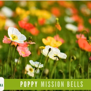 Mission Bells California Poppy Seeds - Heirloom Perennial Seeds for Gorgeous Gardens and Meadows!