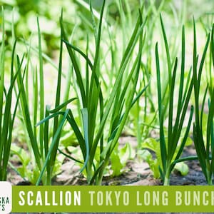 Scallion Seeds - Tokyo Long White Bunching Onion Heirloom Seeds