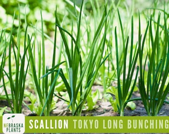 Scallion Seeds - Tokyo Long White Bunching Onion Heirloom Seeds
