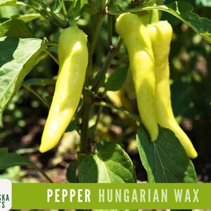 Hungarian Wax Pepper Seeds - Heirloom Chili Pepper Garden Seeds