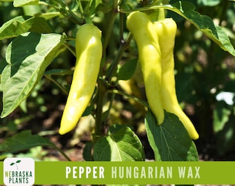 Semillas de chile húngaro - Semillas de chiles tradicionales para jardín