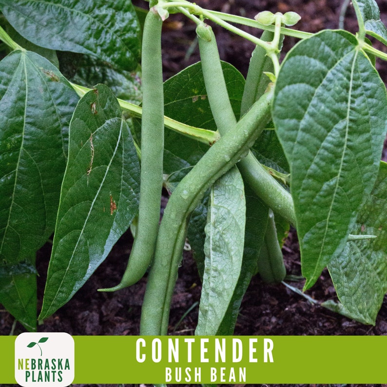 NebraskaSeeds Contender Bush Bean Seeds - Thumbnail 3