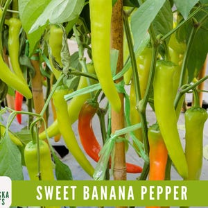 Organic Sweet Banana Pepper Seeds - Heirloom & Non-GMO Pepper Seeds for Home Gardeners!