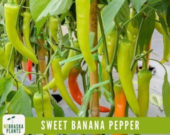 Organic Sweet Banana Pepper Seeds - Heirloom & Non-GMO Pepper Seeds for Home Gardeners!