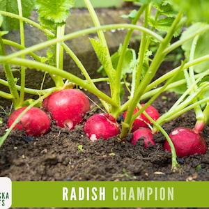 Radish Seeds - Champion Heirloom Radish Seeds