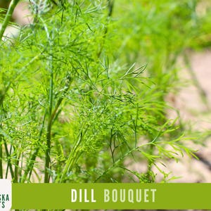 K&ouml;nnte beinhalten: Nahaufnahme eines Strau&szlig;es frischer gr&uuml;ner Dillpflanzen. Die Pflanzen wachsen in einem Garten und sind erntereif. Der Text "DILL BOUQUET" wird am unteren Rand des Bildes angezeigt.