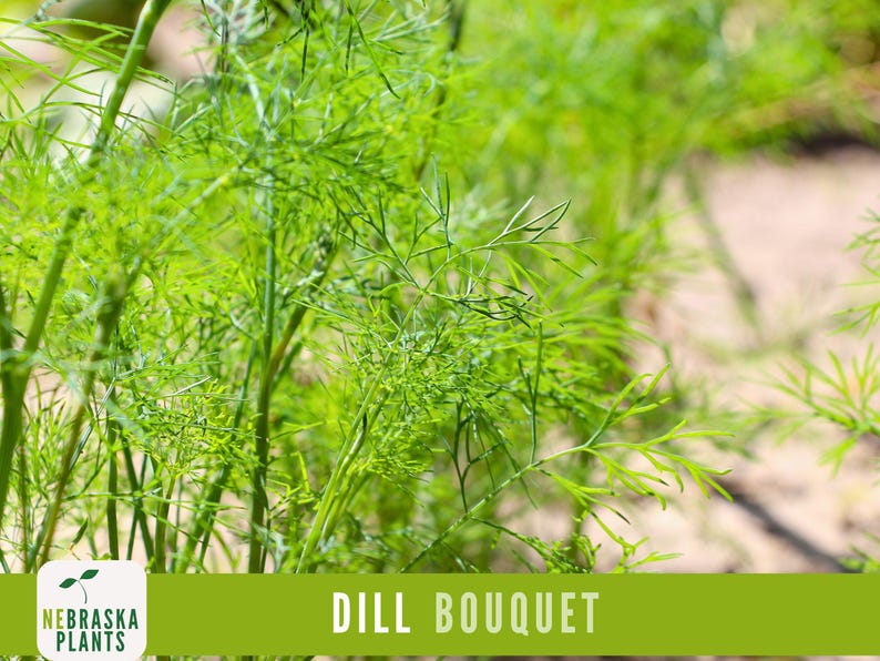 K&ouml;nnte beinhalten: Nahaufnahme eines Strau&szlig;es frischer gr&uuml;ner Dillpflanzen. Die Pflanzen wachsen in einem Garten und sind erntereif. Der Text "DILL BOUQUET" wird am unteren Rand des Bildes angezeigt.