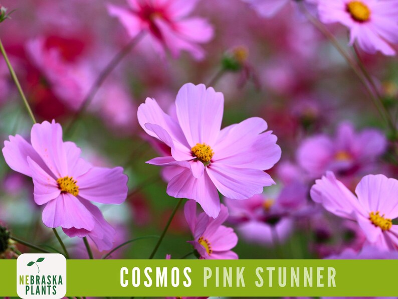 Close-up of cosmos  with feathery green leaves surrounding pink blooms.