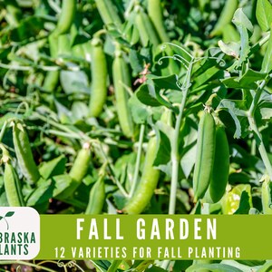 Non-GMO cool weather seeds for growing leafy greens, root vegetables, and hardy crops - pea seeds
