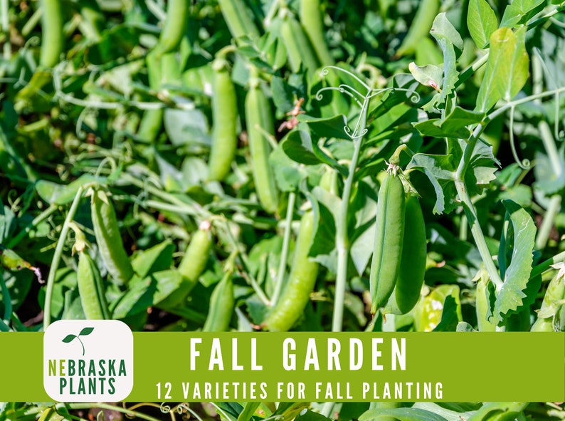 Non-GMO cool weather seeds for growing leafy greens, root vegetables, and hardy crops - pea seeds