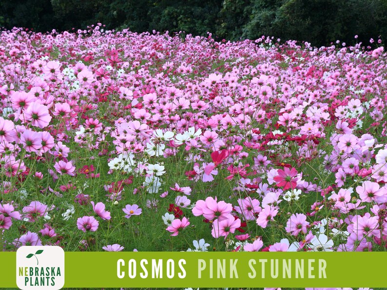 Pink Cosmos flowers growing in beautiful heirloom wildflower field.