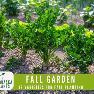 Heirloom cool weather garden seed kit with planting instructions for seasonal gardening - carrot seeds