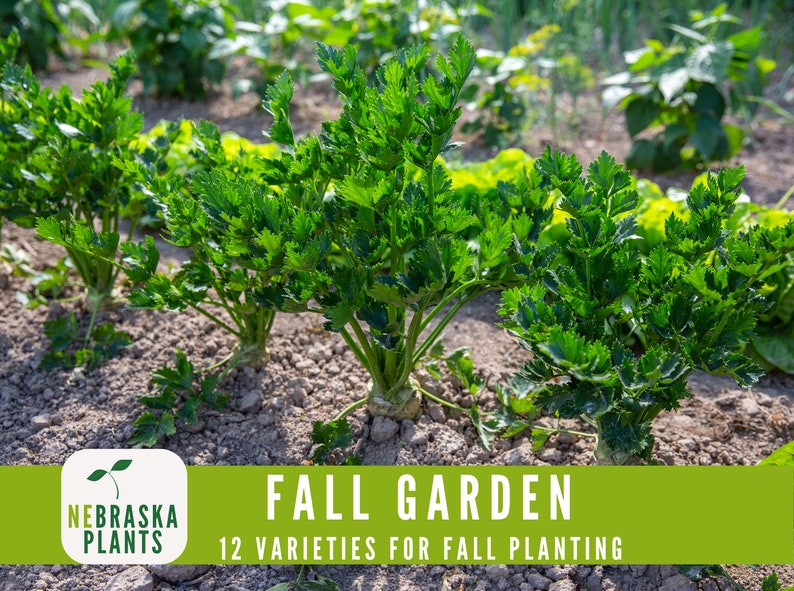 Heirloom cool weather garden seed kit with planting instructions for seasonal gardening - carrot seeds