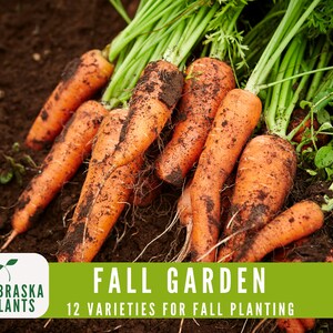 Cool weather seed collection featuring cold-tolerant vegetables for sustainable gardening - carrot seeds