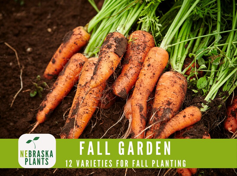 Cool weather seed collection featuring cold-tolerant vegetables for sustainable gardening - carrot seeds